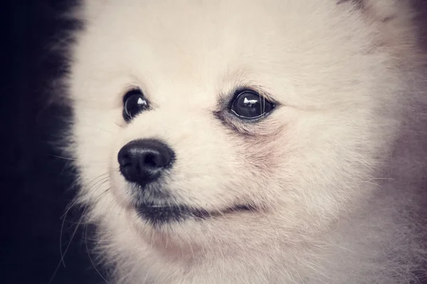 Pomeranian hund — Stockfoto