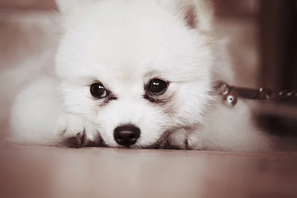 Pomeranian dog — Stock Photo, Image