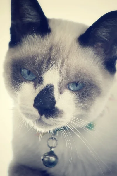 Gato mirando . — Foto de Stock