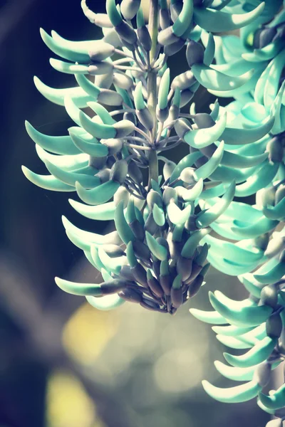 Creeper di Newguinea - fiori verdi — Foto Stock