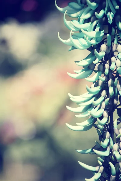 Newguinea klimplant - groene bloemen — Stockfoto