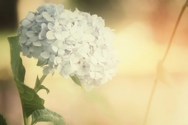 Květy hortenzií — Stock fotografie