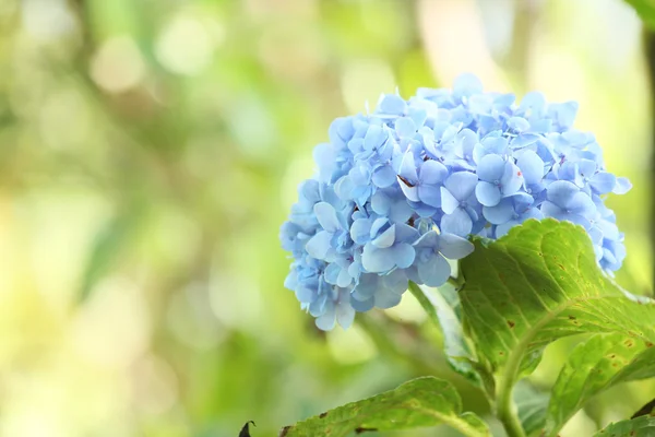 Hortensias flores —  Fotos de Stock