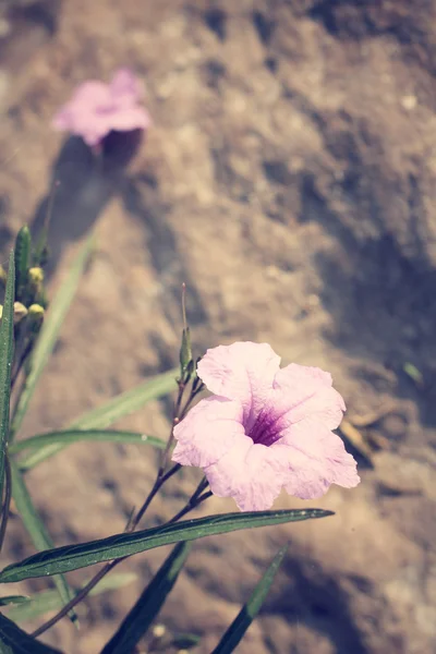 Petunia bloemen — Stockfoto