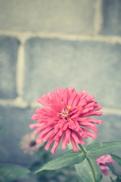 Květiny Gerbera — Stock fotografie