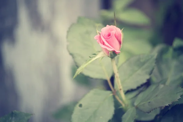 Ročník růže — Stock fotografie