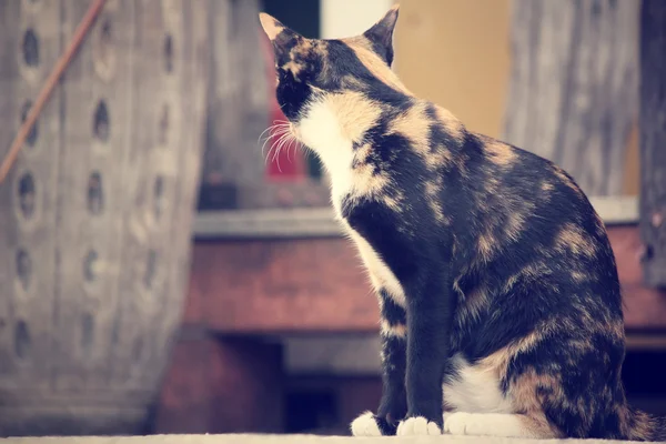 Kat op zoek. — Stockfoto