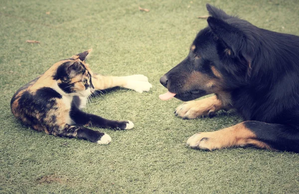 cat and dog