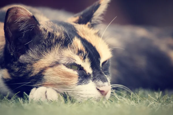 Gato durmiendo —  Fotos de Stock