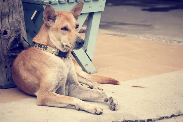 Dog looking — Stock Photo, Image