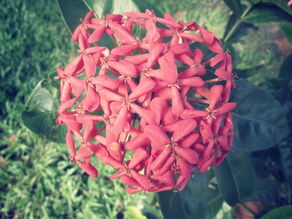 Ixora цветы - красный цветок — стоковое фото