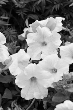 petunyaların çiçek