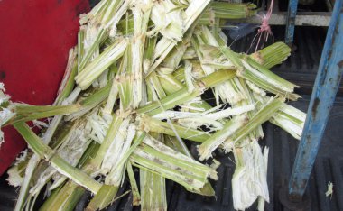 şeker kamışı suyu makine