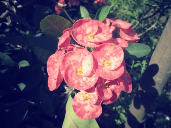 Euphorbia milii - red flower — Stock Photo, Image