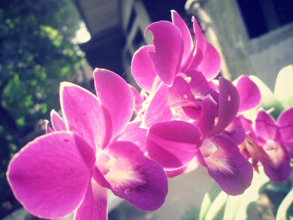 Flores de orquídea —  Fotos de Stock