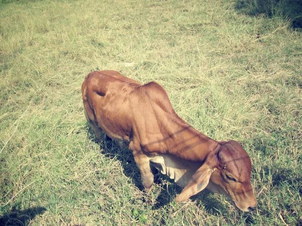Kuh und Ochse im ländlichen Raum — Stockfoto