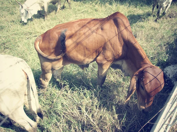 Inek ve kırsal alanda öküz — Stok fotoğraf