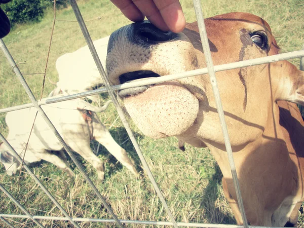 Koe en ox op het platteland — Stockfoto