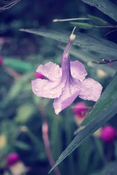 Фіолетовий квітка — стокове фото