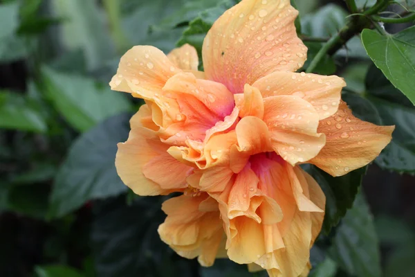 Hibiskusblüte - orange Blume — Stockfoto