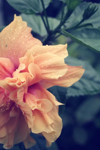 Hibiscus flower - orange flower — Stock Photo, Image