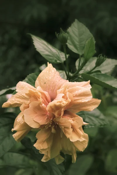 Kwiat Hibiscus kwiaty - pomarańczowy — Zdjęcie stockowe