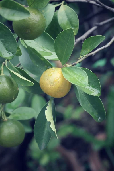 Orange frukt på träd — Stockfoto