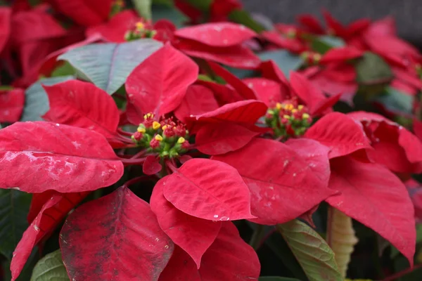 Red poinsettia flowers — Stock Photo, Image