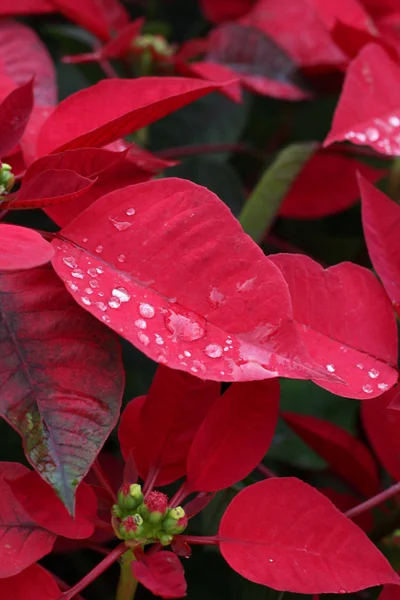 Red poinsettia flowers. — Stock Photo, Image