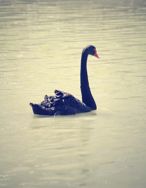 游泳一只黑天鹅. — 图库照片