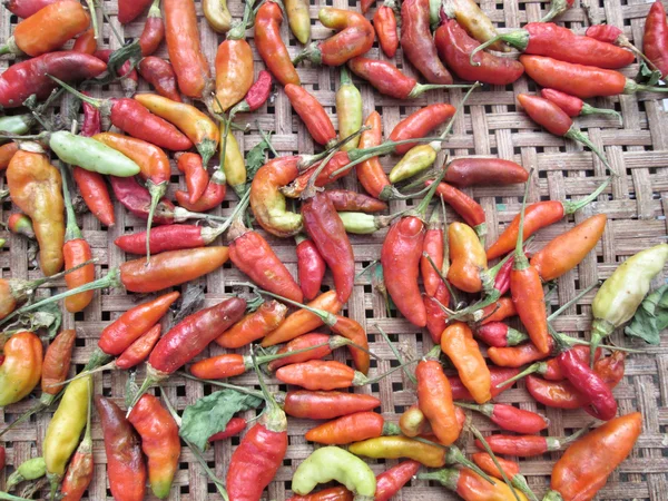 Gedroogde chili — Stockfoto
