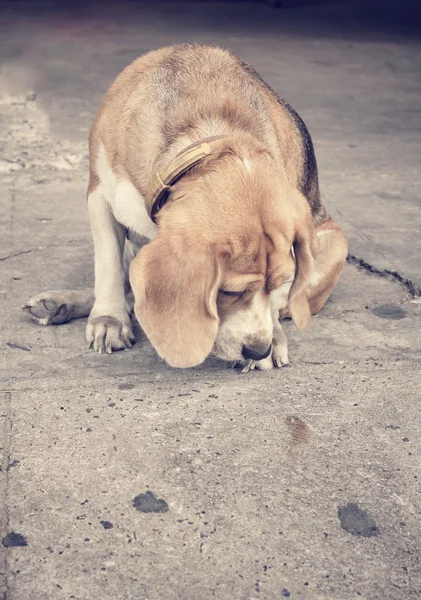 Beagle dog looking — Stock Photo, Image