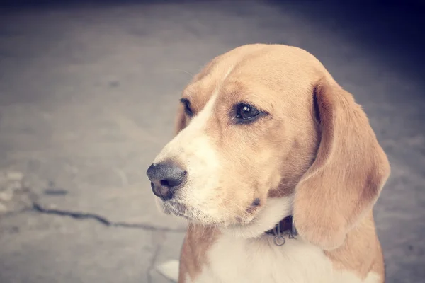 Beagle dog looking — Stock Photo, Image