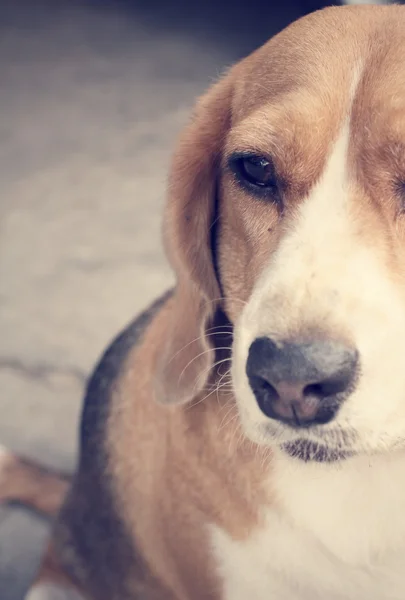 Beagle chien à la recherche — Photo