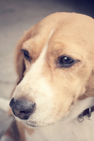 Beagle kutya keres — Stock Fotó