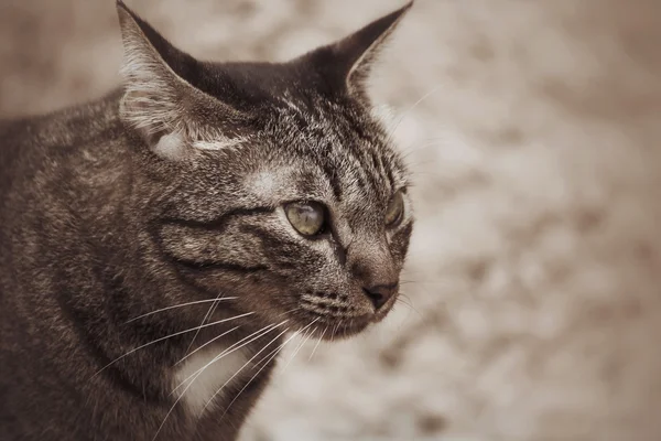 Olho de gato . — Fotografia de Stock