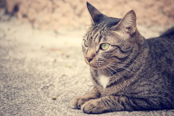 Gato mirando . — Foto de Stock