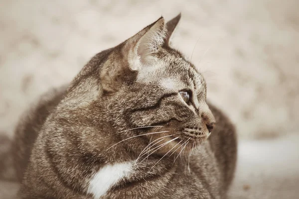 猫看γάτα ψάχνει. — Φωτογραφία Αρχείου