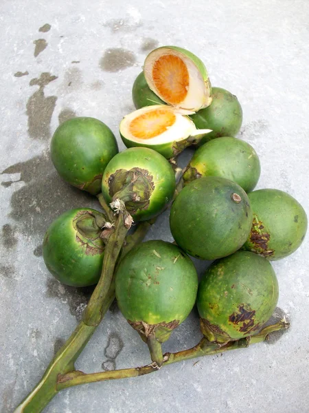 Betel palma — Fotografia de Stock