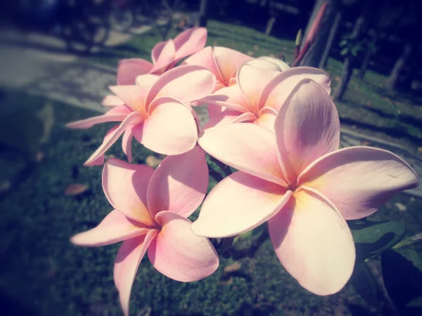 Flor de frangipani en el árbol — Foto de Stock