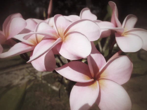 Frangipani çiçek ağaç üzerinde — Stok fotoğraf