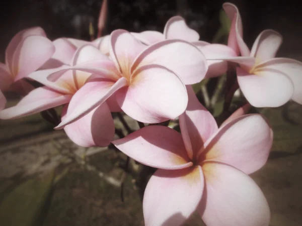 Flor de frangipani en el árbol — Foto de Stock