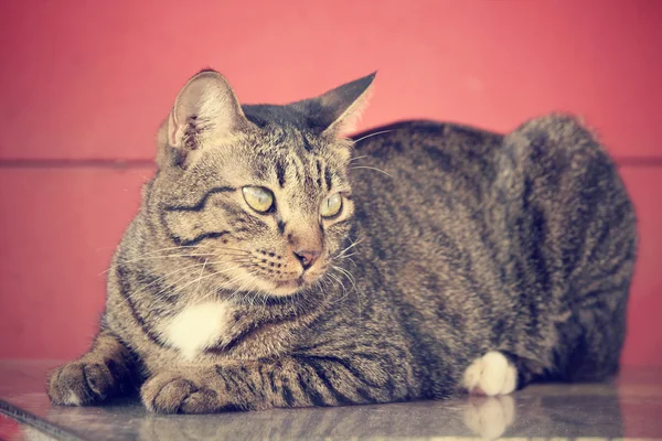 Gato mirando . — Foto de Stock