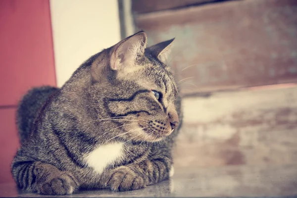 Olho de gato . — Fotografia de Stock