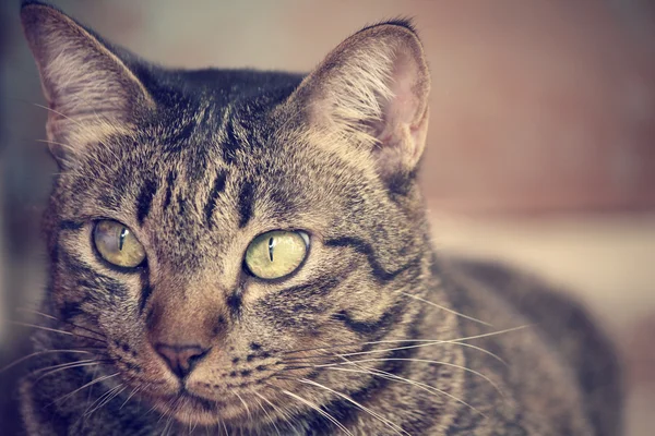 Gato mirando . — Foto de Stock