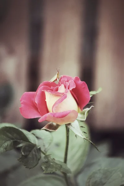 Vintage rose — Stock Photo, Image