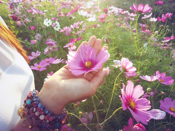 ピンクのコスモスの花を手に — ストック写真