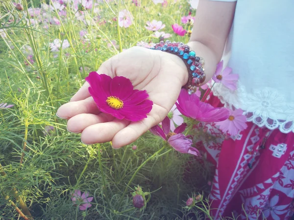 Cosmos rosa flor en la mano —  Fotos de Stock
