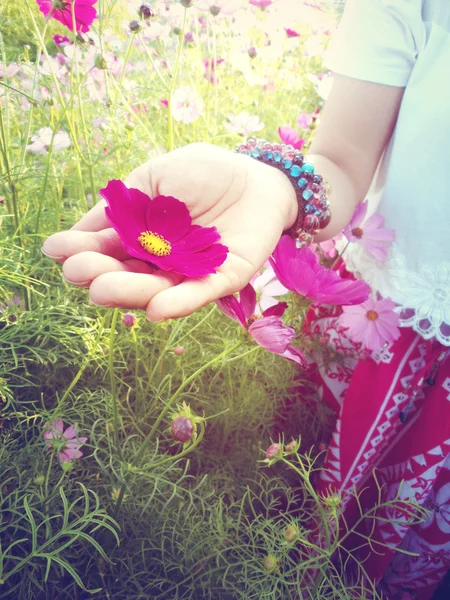 Cosmos rosa flor en la mano — Foto de Stock