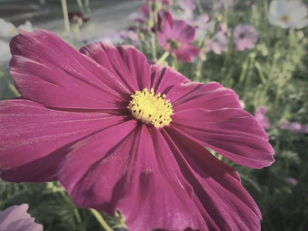 Campo de flores cosmos rosa — Fotografia de Stock